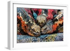 Iguanas, Espanola Island, Galapagos Islands, Ecuador, South America-Laura Grier-Framed Photographic Print