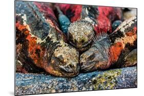 Iguanas, Espanola Island, Galapagos Islands, Ecuador, South America-Laura Grier-Mounted Photographic Print