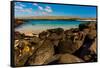 Iguanas on Espanola Island, Galapagos Islands, UNESCO World Heritage Site, Ecuador, South America-Laura Grier-Framed Stretched Canvas