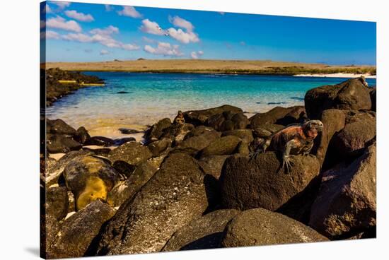 Iguanas on Espanola Island, Galapagos Islands, UNESCO World Heritage Site, Ecuador, South America-Laura Grier-Stretched Canvas