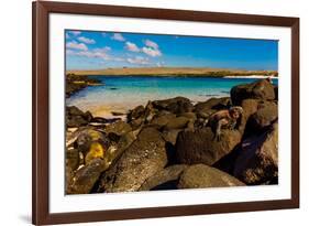 Iguanas on Espanola Island, Galapagos Islands, UNESCO World Heritage Site, Ecuador, South America-Laura Grier-Framed Photographic Print