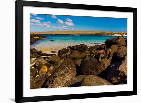 Iguanas on Espanola Island, Galapagos Islands, UNESCO World Heritage Site, Ecuador, South America-Laura Grier-Framed Photographic Print