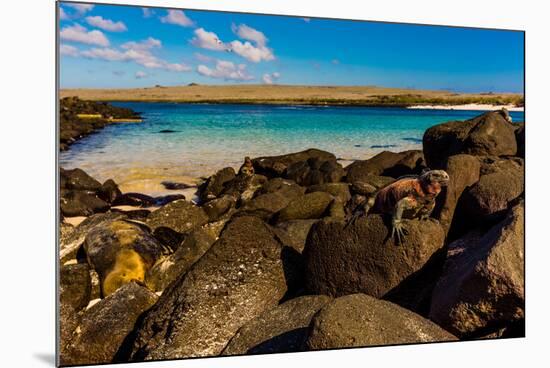 Iguanas on Espanola Island, Galapagos Islands, UNESCO World Heritage Site, Ecuador, South America-Laura Grier-Mounted Photographic Print