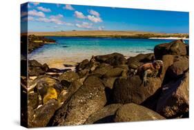 Iguanas on Espanola Island, Galapagos Islands, UNESCO World Heritage Site, Ecuador, South America-Laura Grier-Stretched Canvas