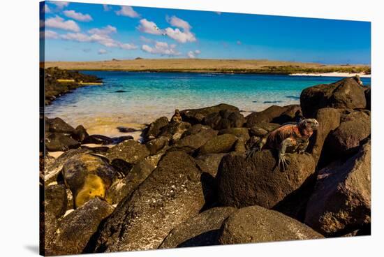 Iguanas on Espanola Island, Galapagos Islands, UNESCO World Heritage Site, Ecuador, South America-Laura Grier-Stretched Canvas