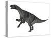 Iguanodon Dinosaur Rearing Up, White Background-Stocktrek Images-Stretched Canvas