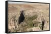 Ihlara Canyon, Western Cappadocia, Anatolia, Turkey, Asia Minor, Eurasia-Tony Waltham-Framed Stretched Canvas