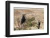 Ihlara Canyon, Western Cappadocia, Anatolia, Turkey, Asia Minor, Eurasia-Tony Waltham-Framed Photographic Print