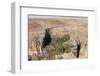 Ihlara Canyon, Western Cappadocia, Anatolia, Turkey, Asia Minor, Eurasia-Tony Waltham-Framed Photographic Print