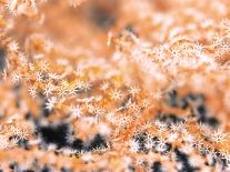 Gorgonian Coral-Ihoko Saito/ Toshiyuki Tajima-Photographic Print