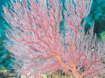 Gorgonian Coral-Ihoko Saito/ Toshiyuki Tajima-Premium Photographic Print