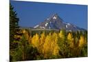 Wood Mount