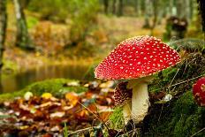 Close-Up Picture of a Amanita Poisonous Mushroom in Nature-iko-Photographic Print