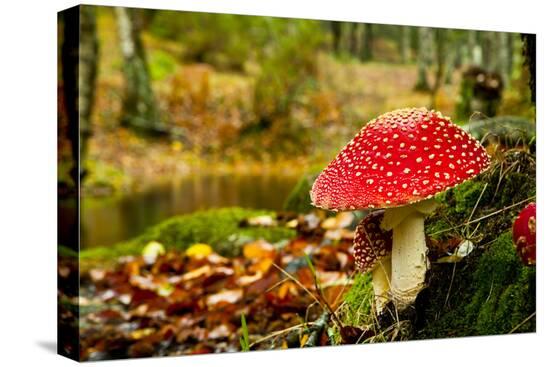 Stretched Canvas Print, , large