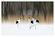 Red-crested white cranes-Ikuo Iga-Stretched Canvas