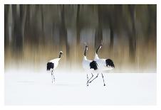 Red-crested white cranes-Ikuo Iga-Stretched Canvas