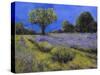 Il Campo Di Lavanda-Guido Borelli-Stretched Canvas