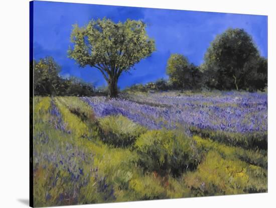 Il Campo Di Lavanda-Guido Borelli-Stretched Canvas