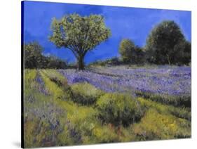 Il Campo Di Lavanda-Guido Borelli-Stretched Canvas