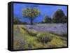 Il Campo Di Lavanda-Guido Borelli-Framed Stretched Canvas