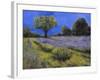 Il Campo Di Lavanda-Guido Borelli-Framed Giclee Print