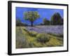 Il Campo Di Lavanda-Guido Borelli-Framed Giclee Print