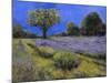 Il Campo Di Lavanda-Guido Borelli-Mounted Giclee Print