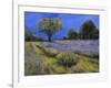 Il Campo Di Lavanda-Guido Borelli-Framed Giclee Print