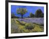 Il Campo Di Lavanda-Guido Borelli-Framed Giclee Print