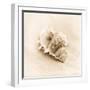 Il Oceano No. 3-Alan Blaustein-Framed Photographic Print