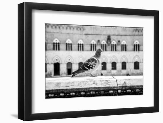 Il Piccione-Aledanda-Framed Photographic Print