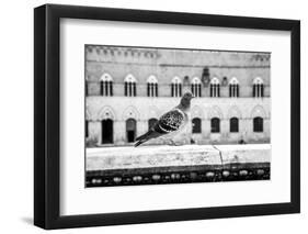 Il Piccione-Aledanda-Framed Photographic Print