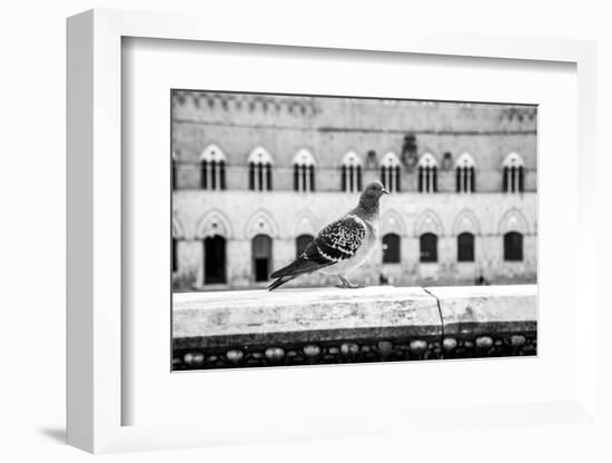 Il Piccione-Aledanda-Framed Photographic Print