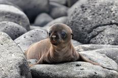 Galapagos Sea Lion Pup-Ilan Ben Tov-Photographic Print