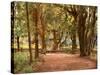 Ilex Avenue and Fountain (Fontana Scura) Villa Borghese-Alberto Pisa-Stretched Canvas