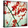 Ilex III-James Guilliam-Stretched Canvas