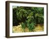 Ilex Wood, Majorca, 1908-John Singer Sargent-Framed Giclee Print