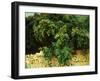 Ilex Wood, Majorca, 1908-John Singer Sargent-Framed Giclee Print