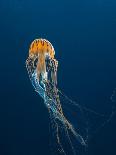 Jellyfish-ILeysen-Stretched Canvas