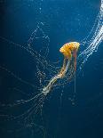 Jellyfish-ILeysen-Photographic Print