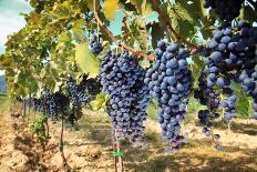 Tuscany Wine Grapes-ilfede-Framed Stretched Canvas