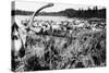 Iliamna, Alaska - View of a Reindeer Herd-Lantern Press-Stretched Canvas