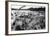 Iliamna, Alaska - View of a Reindeer Herd-Lantern Press-Framed Art Print