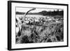 Iliamna, Alaska - View of a Reindeer Herd-Lantern Press-Framed Art Print