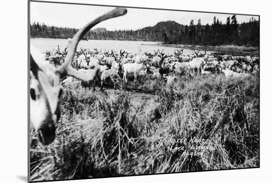Iliamna, Alaska - View of a Reindeer Herd-Lantern Press-Mounted Art Print