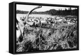 Iliamna, Alaska - View of a Reindeer Herd-Lantern Press-Framed Stretched Canvas