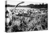Iliamna, Alaska - View of a Reindeer Herd-Lantern Press-Stretched Canvas