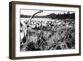 Iliamna, Alaska - View of a Reindeer Herd-Lantern Press-Framed Art Print