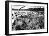 Iliamna, Alaska - View of a Reindeer Herd-Lantern Press-Framed Art Print