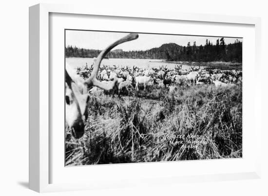 Iliamna, Alaska - View of a Reindeer Herd-Lantern Press-Framed Art Print